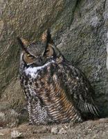horned~owl~601~.jpg