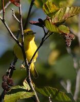 yellow~warbler~507.jpg