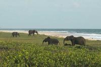 elephants on beach.jpg