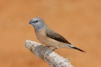 Grey-headed-Silverbill-adult- J7X9907-Samburu-National-Reserve,-Kenya.jpg