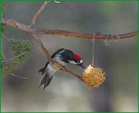 acorn woodpecker.jpg