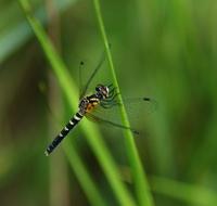 nannothemis bella8252.jpg