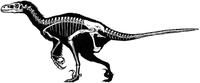 dromaeosaurus.JPG