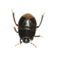 Cydnidae4703.jpg