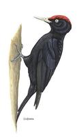 Dryocopus martius.jpg