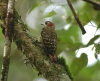 sulawesi woodpecker 2005 0911 dnm.jpg