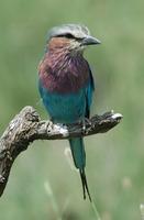 Lilac-breasted Roller 2005-01-20-0144.jpg