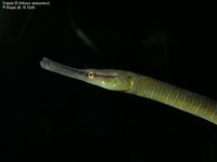 Entelurus aequoreus 00006.JPG