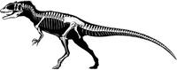 carcharodontosaurus skeleton.JPG