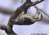 woodpecker grey headed pgmy 0752 as.jpg