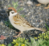 tree-sparrow-kaz.jpg