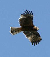 Booted Eagle.1029-30-4.jpg