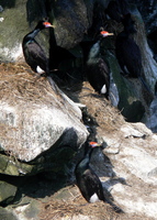 red-faced cormorant.jpg