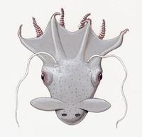 Vampyroteuthis infernalis.jpg