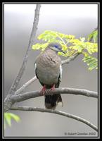 39647396.WestPeruvianDove.jpg