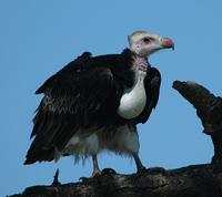 White-headed Vulture 2005-01-17-0034.jpg
