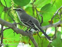 tropical-mockingbird--mimus-gilvus-2.jpg