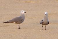 grey-gulls.jpg