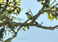 Dusky-capped Flycatcher.jpg