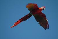 green winged macaw.jpg