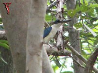 Bird048 Collared Kingfisher.jpg