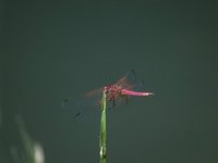 Madagascar Dragonfly.jpg