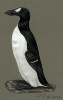 pinguinus impennis.jpg