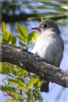 060416 Asian Brown Flycatcher0081.jpg