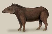 Tapirus terrestris adult.jpg