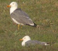 armenian-gulls-arm-0904.jpg