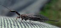 snakefly3.jpg