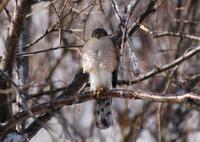 Eurasian sparrowhawk.jpg