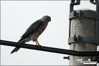 060824 Chinese Sparrowhawk6258.jpg