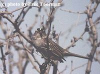 white-crowned sparrow opt.jpg
