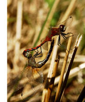 sympetrum6221.jpg