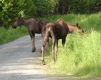 Moose and calf in trail0807.jpg