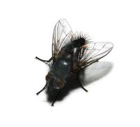 Tachinidae.jpg