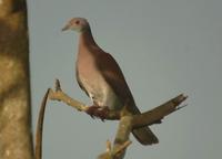 Pale-vented Pigeon & on to Selva Verde Lodge.jpg