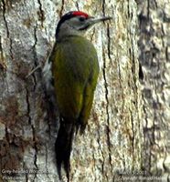 gray-headed-woodpecker-rh.jpg
