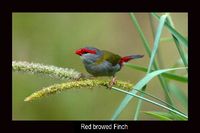 redbrowedfinch.jpg