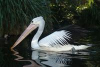 australian pelican.jpg