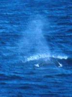 Whale brydes-spout.jpg