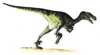 dromaeosaurus2.jpg