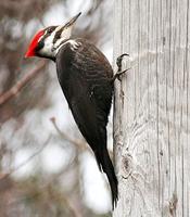 pileatedwoodpecker2.jpg