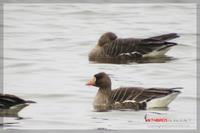 060224 White-fronted Goose0796.jpg