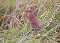 broadtailed grassbird and habitat cs.jpg