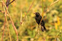 Unicoloured blackbird.jpg