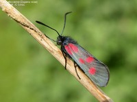 JCS Zygaena viciae 27211.jpg