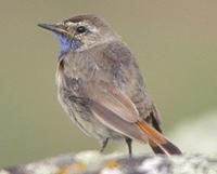 bluethroat-arm-0904.jpg