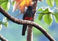 Unknown with black beak, othwise Slaty-tailed Trogon.jpg